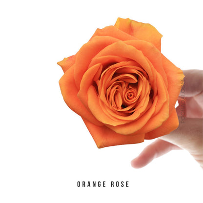 Fresh-Cut Roses - Pookadai Florist Toronto