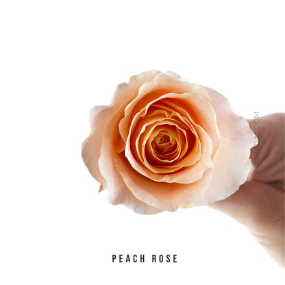 Fresh-Cut Roses - Pookadai Florist Toronto