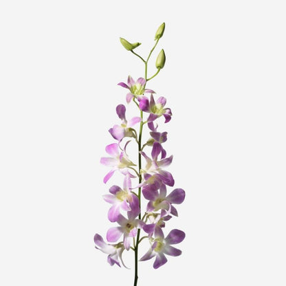 Dendrobium Orchids - Pookadai Florist Toronto