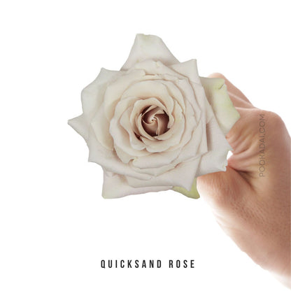 Fresh-Cut Roses - Pookadai Florist Toronto