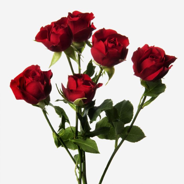 Spray Rose Sympathy Heart - Pookadai Florist Toronto