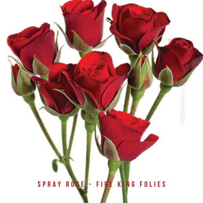 Fresh- cut Spray Roses - Pookadai Florist Toronto