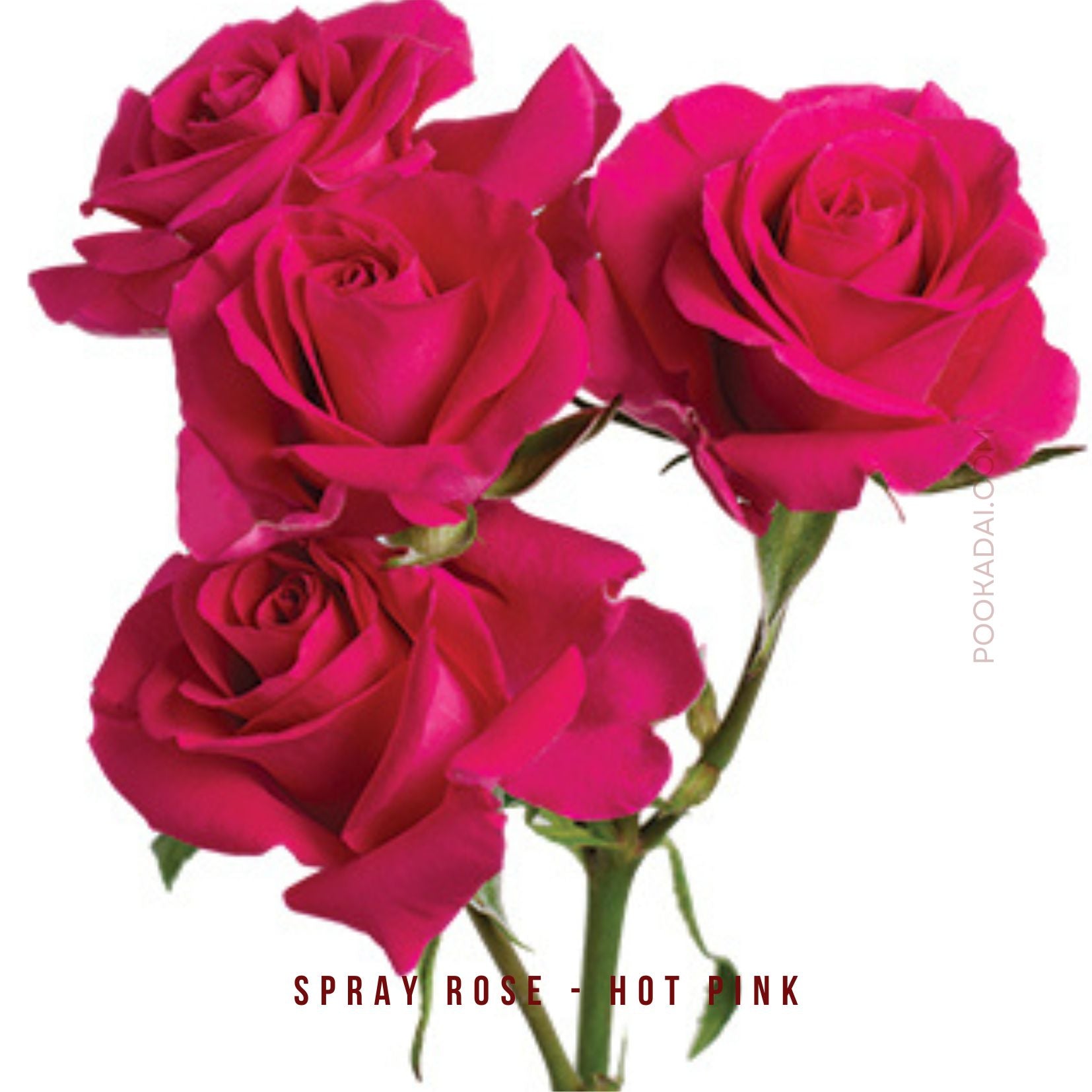Cold Spray Painted Roses Fresh- cut Spray Roses – Pookadai Florist Toronto
