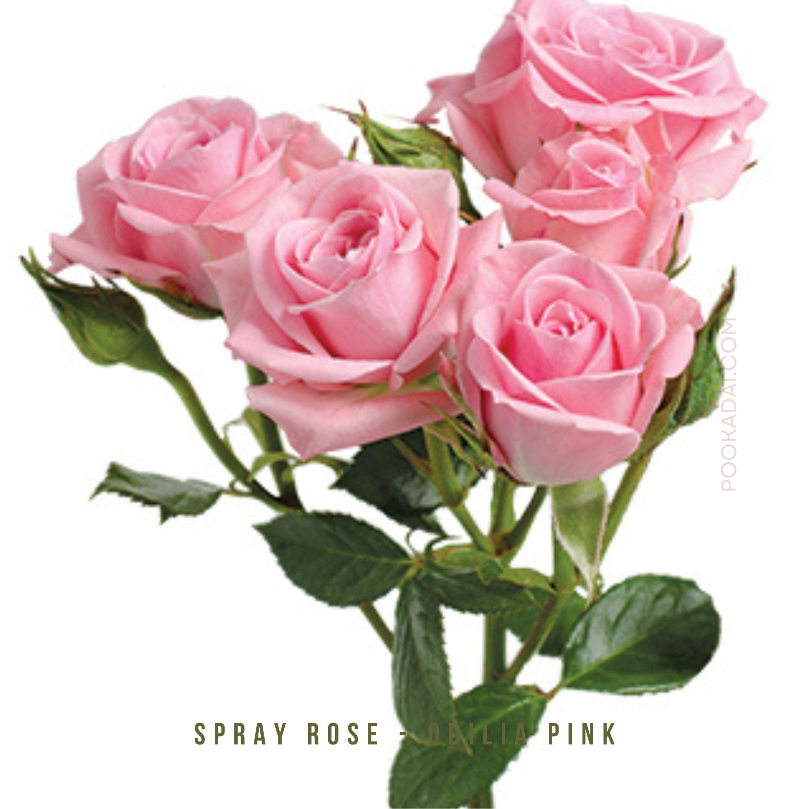 Brown Color Spray Roses Fresh- cut Spray Roses – Pookadai Florist Toronto