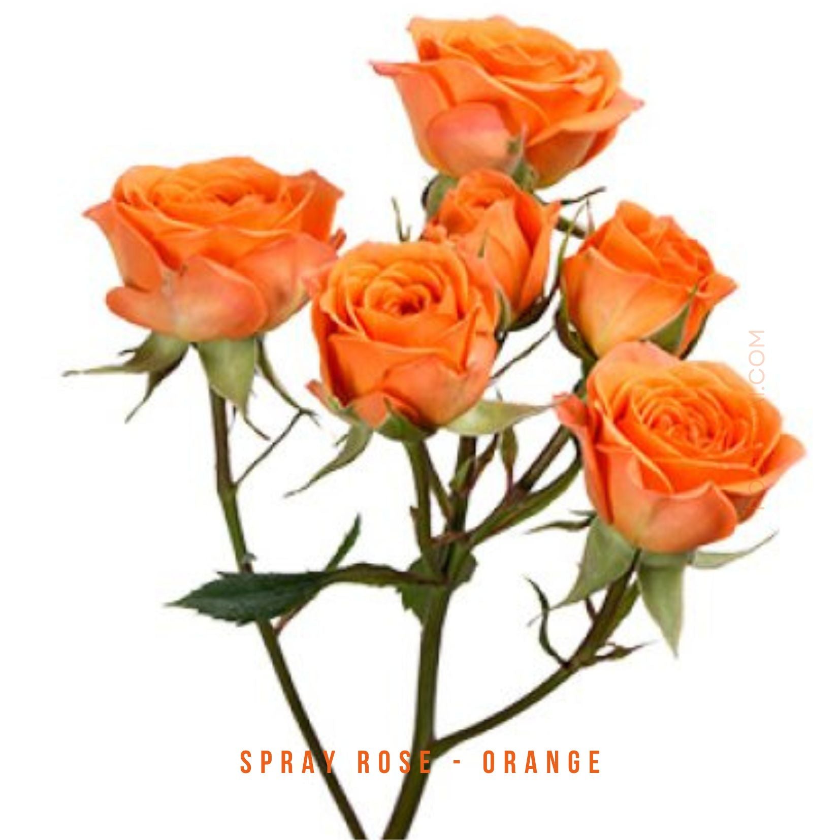 Storm Spray Roses Fresh- cut Spray Roses – Pookadai Florist Toronto