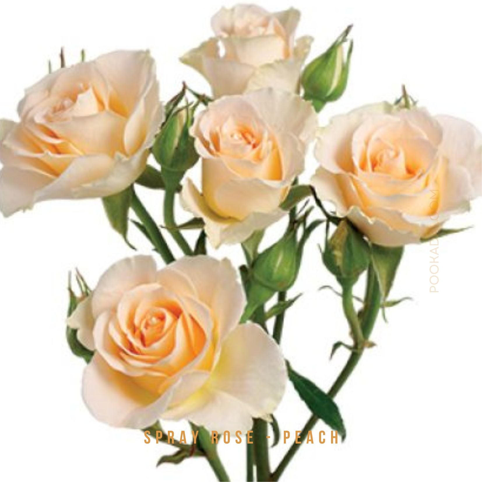 Cold Spray Painted Roses Fresh- cut Spray Roses – Pookadai Florist Toronto