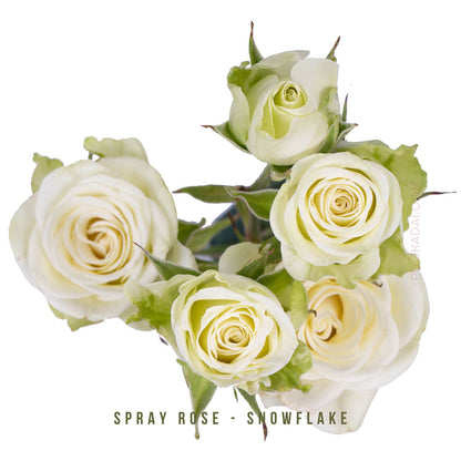 Fresh- cut Spray Roses - Pookadai Florist Toronto