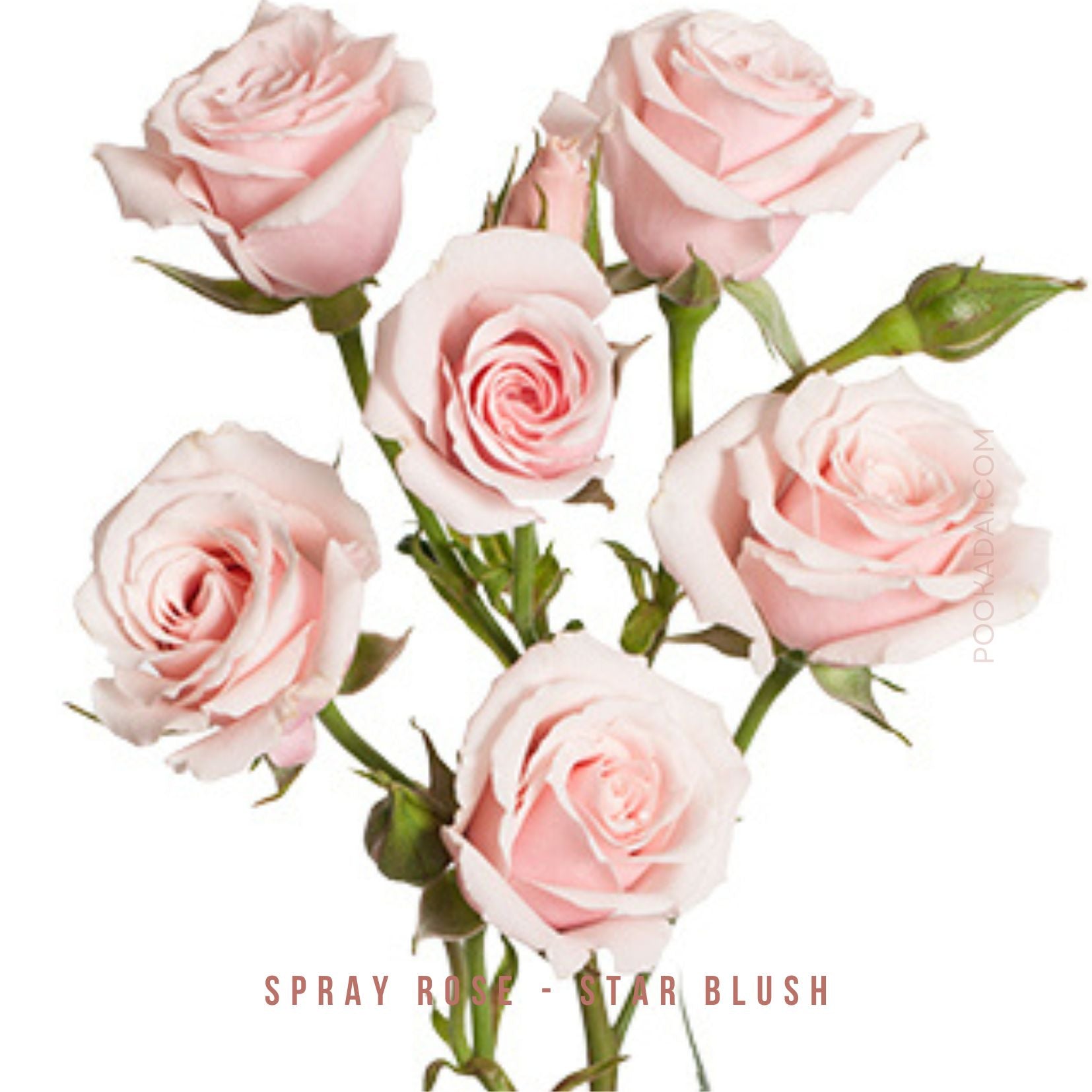 Open Spray Roses Fresh- cut Spray Roses – Pookadai Florist Toronto