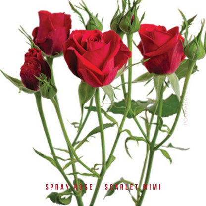 Fresh- cut Spray Roses - Pookadai Florist Toronto