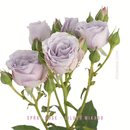 Fresh- cut Spray Roses - Pookadai Florist Toronto