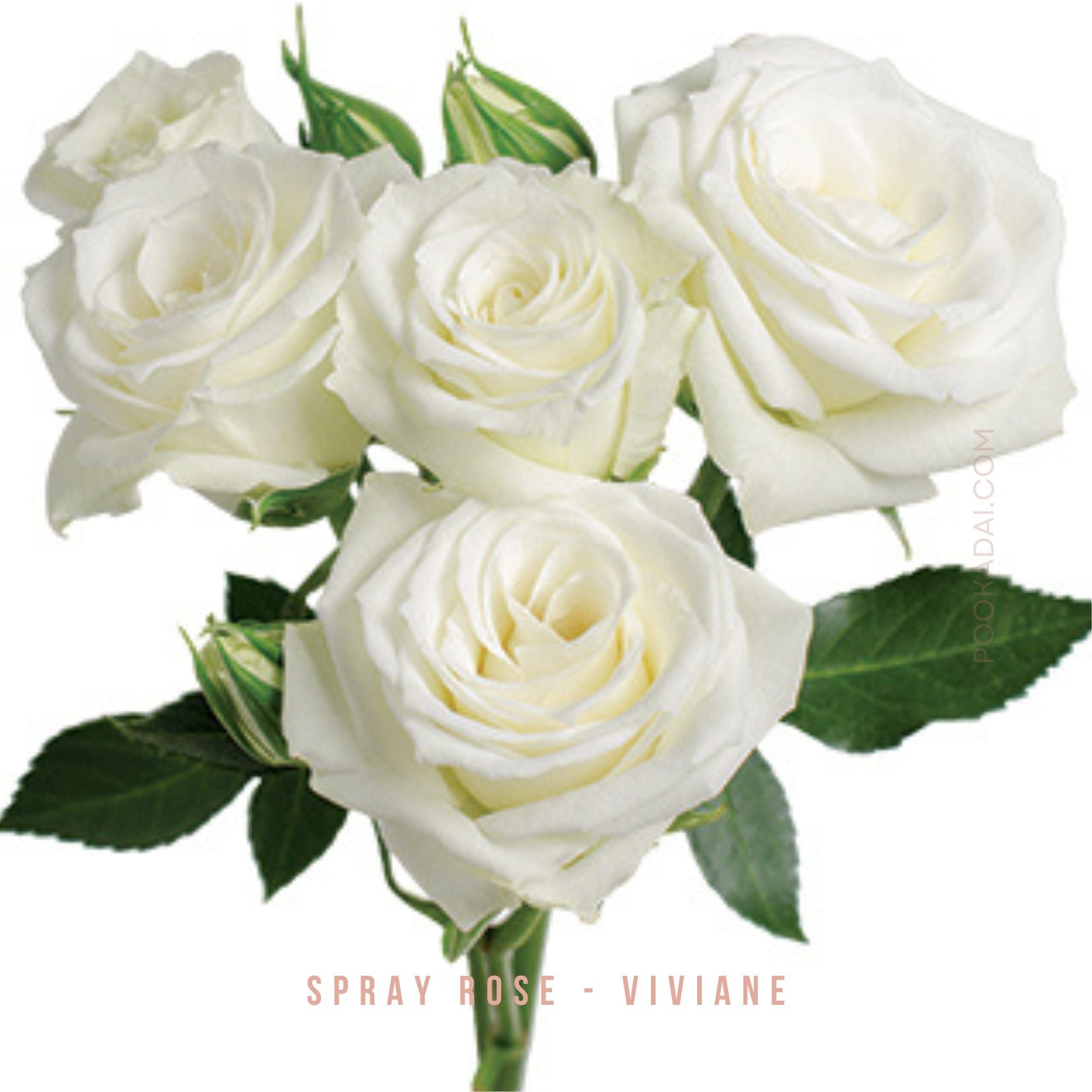 Cold Spray Painted Roses Fresh- cut Spray Roses – Pookadai Florist Toronto