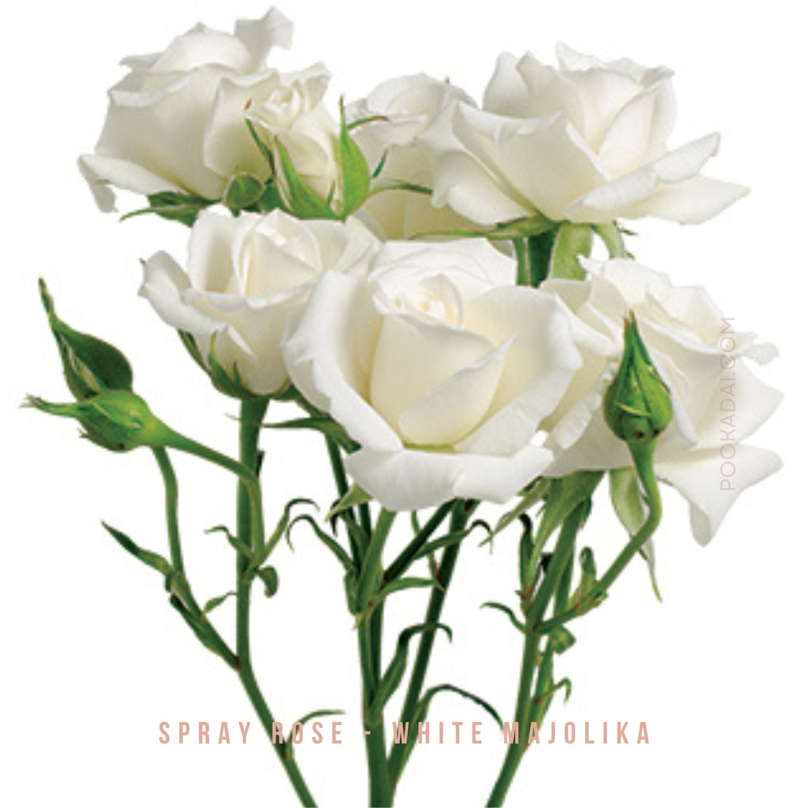 Cold Spray Painted Roses Fresh- cut Spray Roses – Pookadai Florist Toronto
