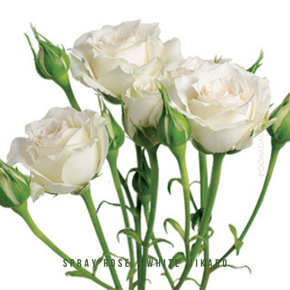 Fresh- cut Spray Roses - Pookadai Florist Toronto