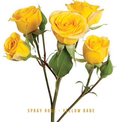 Fresh- cut Spray Roses - Pookadai Florist Toronto