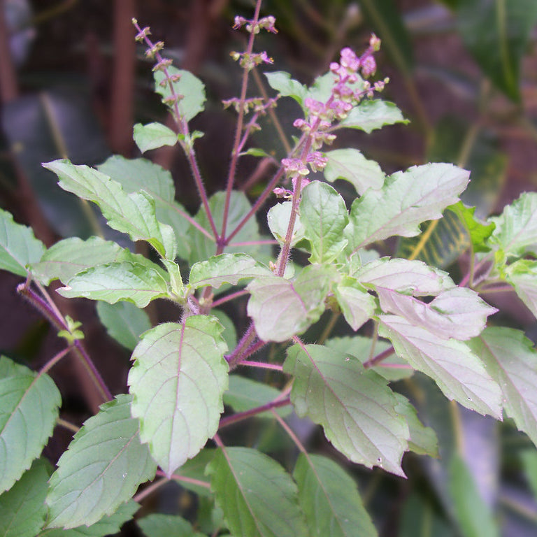 Tulsi Leaves Thulasi Holy Basil