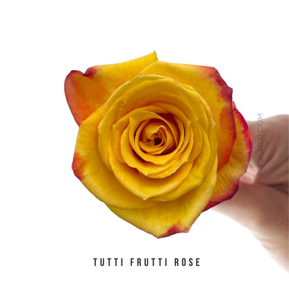 Fresh-Cut Roses - Pookadai Florist Toronto