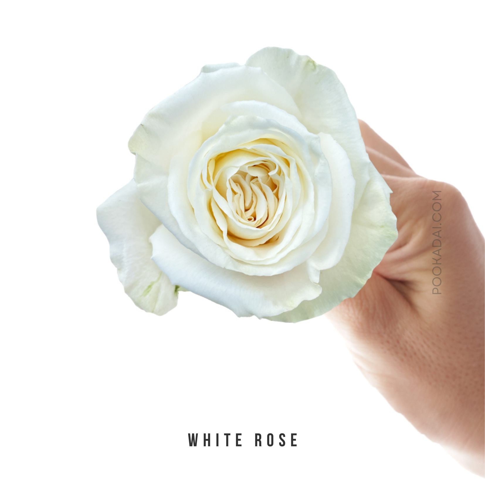 Fresh- Cut Roses – Pookadai Florist Toronto