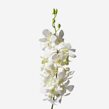 Dendrobium Orchids - Pookadai Florist Toronto