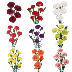 Spray Carnations ( Stem ) - Pookadai Florist Toronto