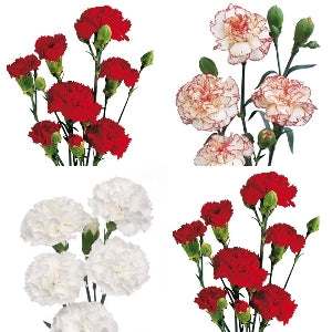 Spray Carnations ( Stem ) - Pookadai Florist Toronto