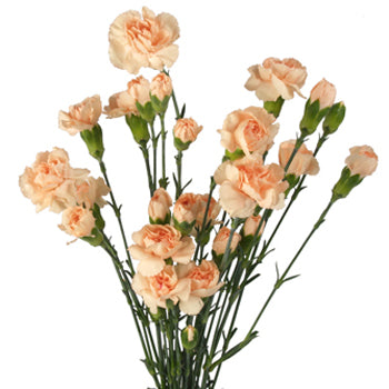 Spray Carnations ( Stem ) - Pookadai Florist Toronto
