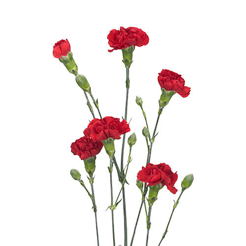 Spray Carnations ( Stem )