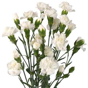 Spray Carnations ( Stem ) - Pookadai Florist Toronto