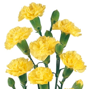 Spray Carnations ( Stem ) - Pookadai Florist Toronto