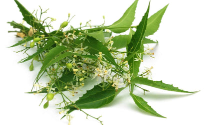 Neem Flower - Ugadi - Pookadai Florist Toronto